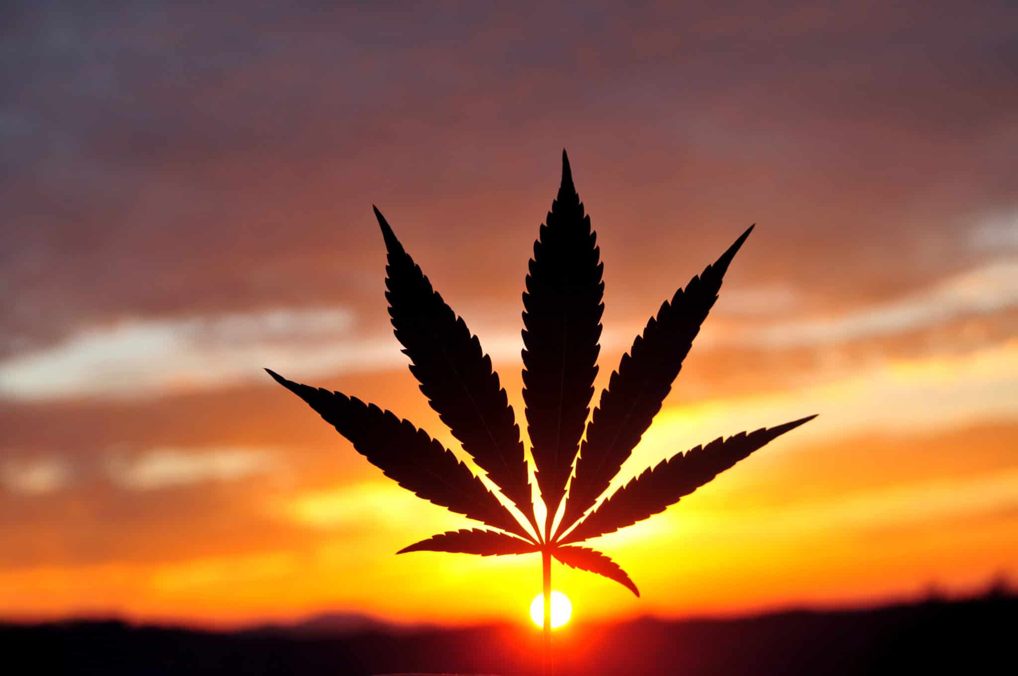 Солнце и соль любовь марихуана способы курения шишек