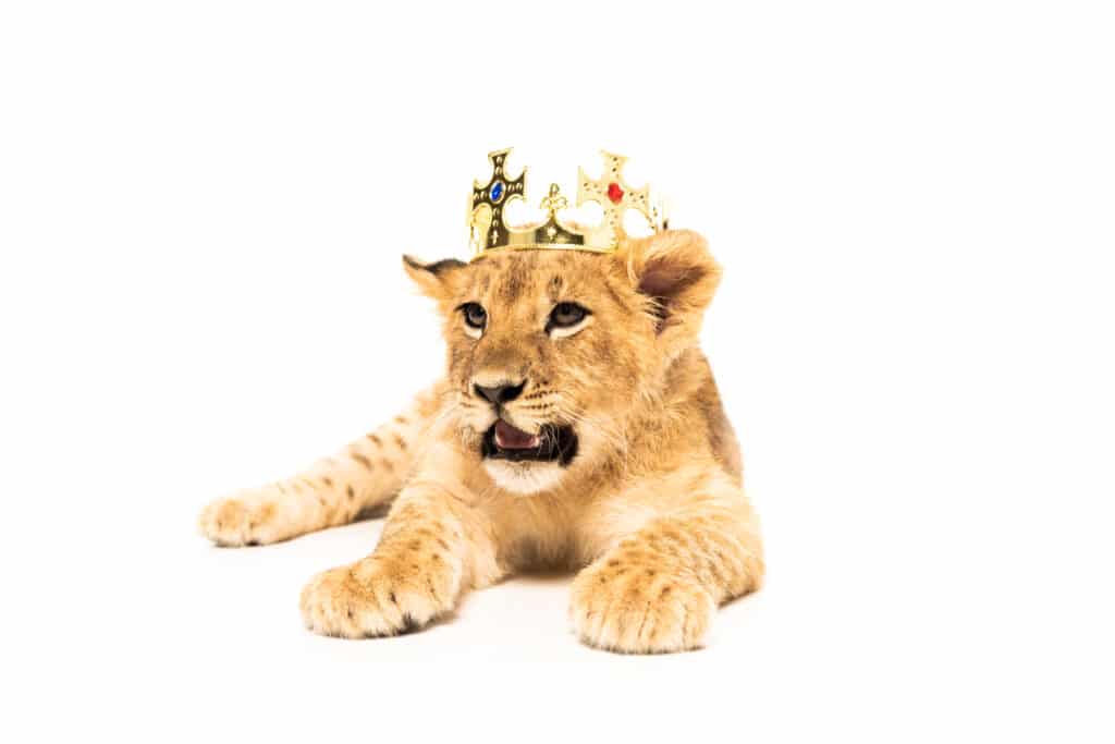 Lions Meaning in the Bible